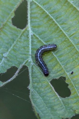 Réf. 231 767 : Orthosia cruda